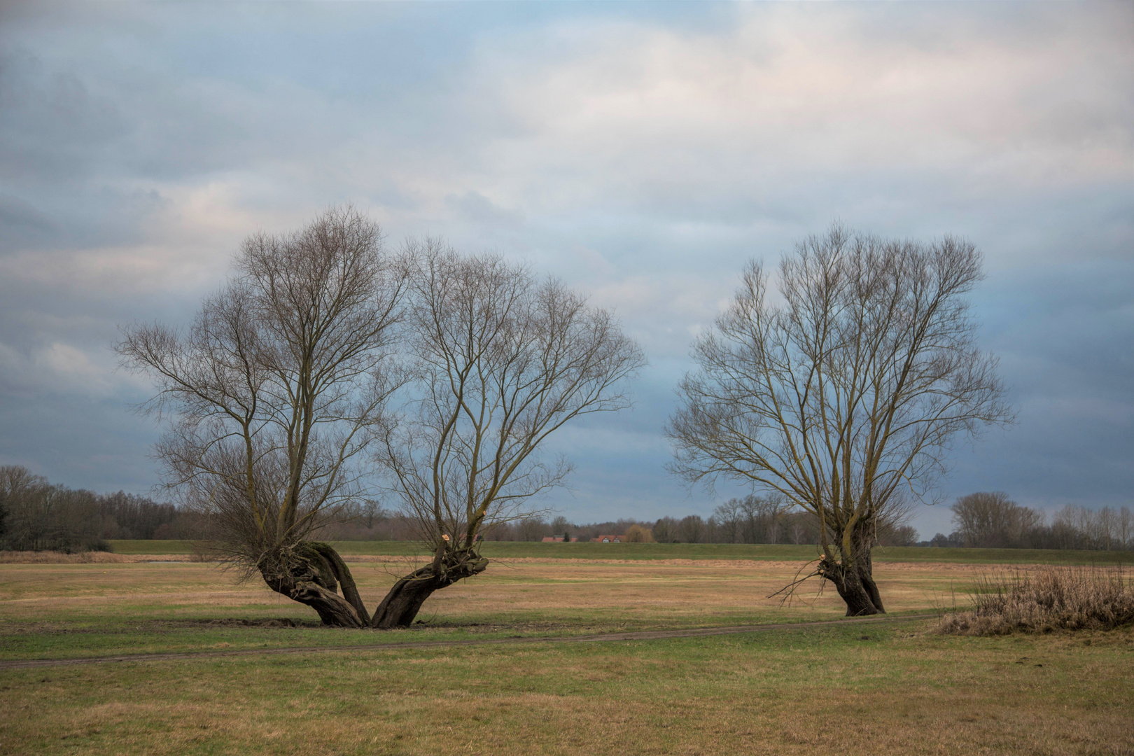 Wilde Weiden