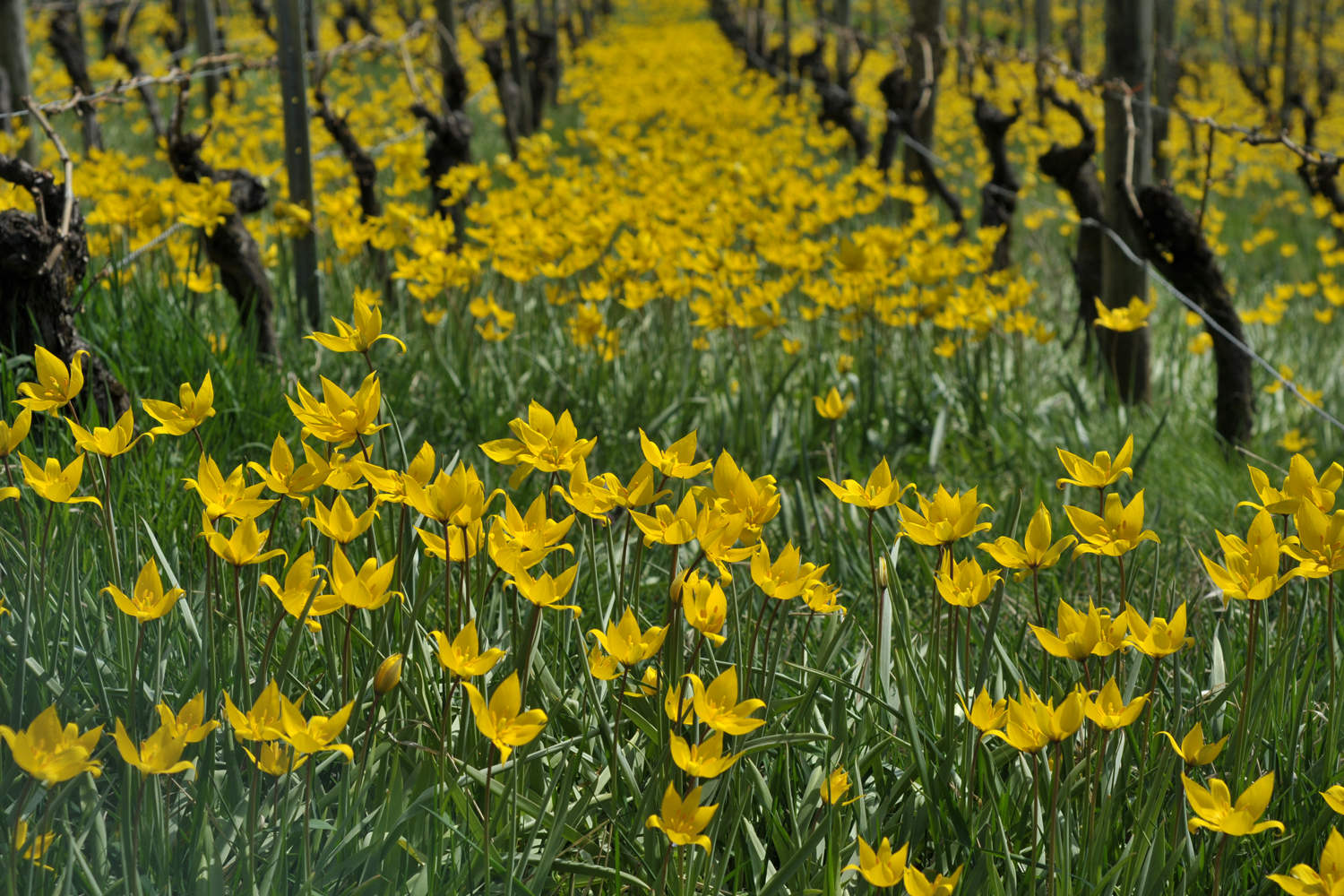 Wilde Weinbergtulpen