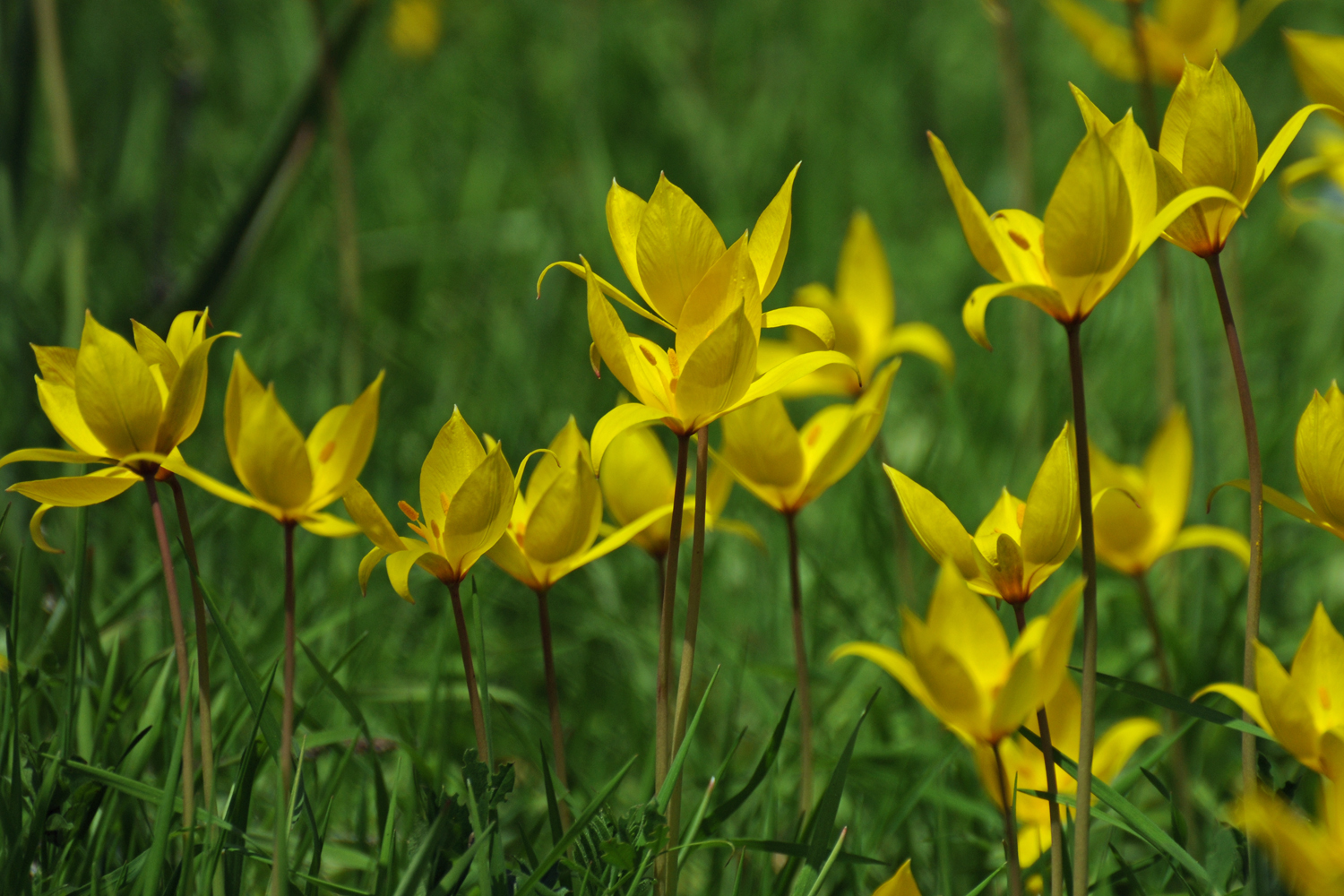 Wilde Weinbergtulpen (2)