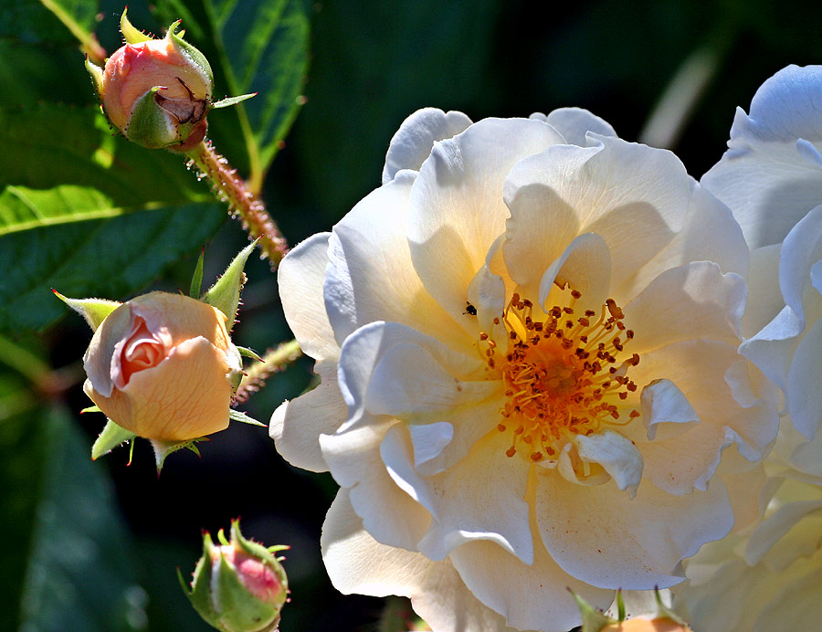 Wilde weiße Rosen blühen zur Zeit im Garten