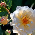 Wilde weiße Rosen blühen zur Zeit im Garten