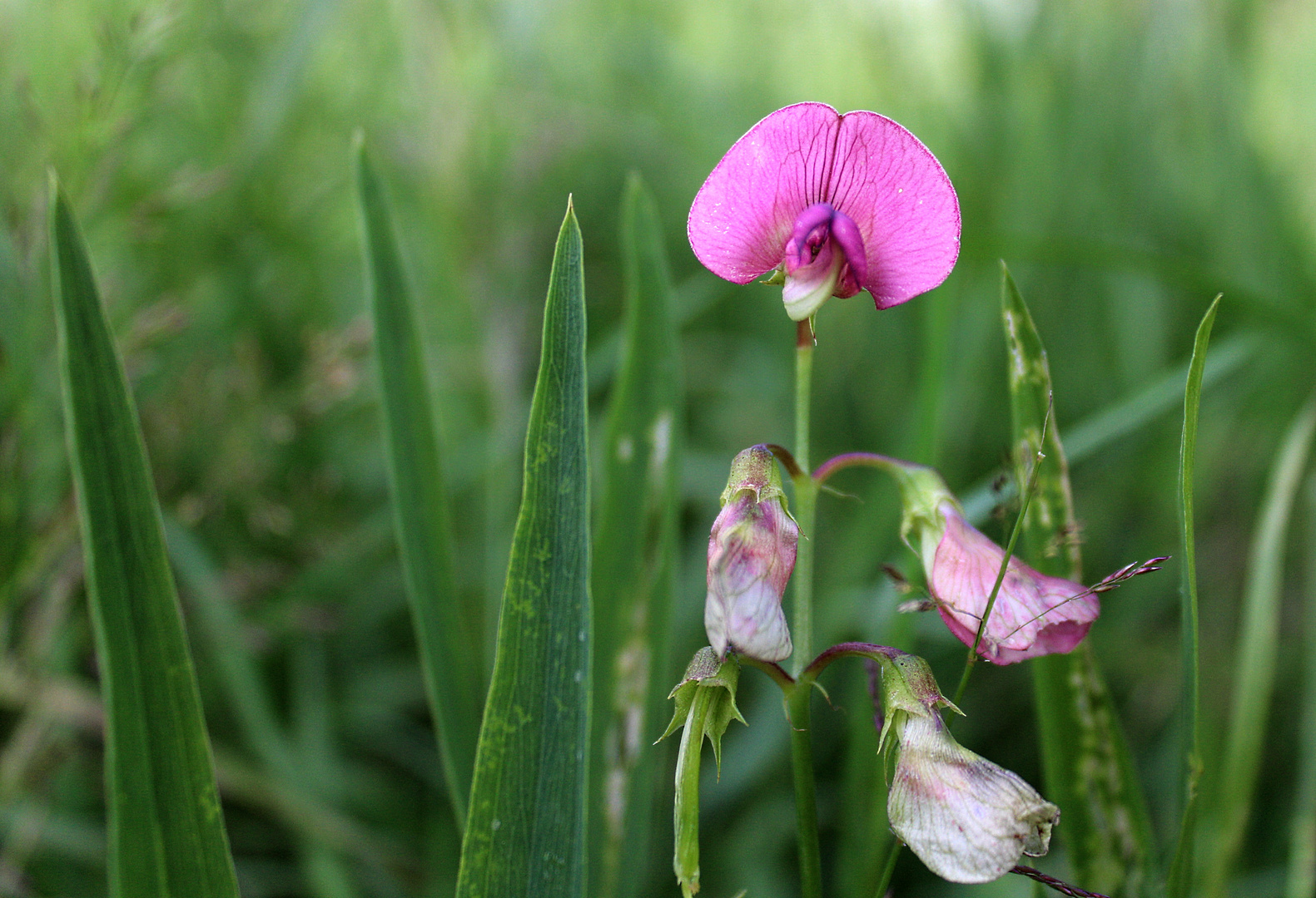 wilde Wicke ...