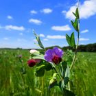 Wilde Wicken im Feld