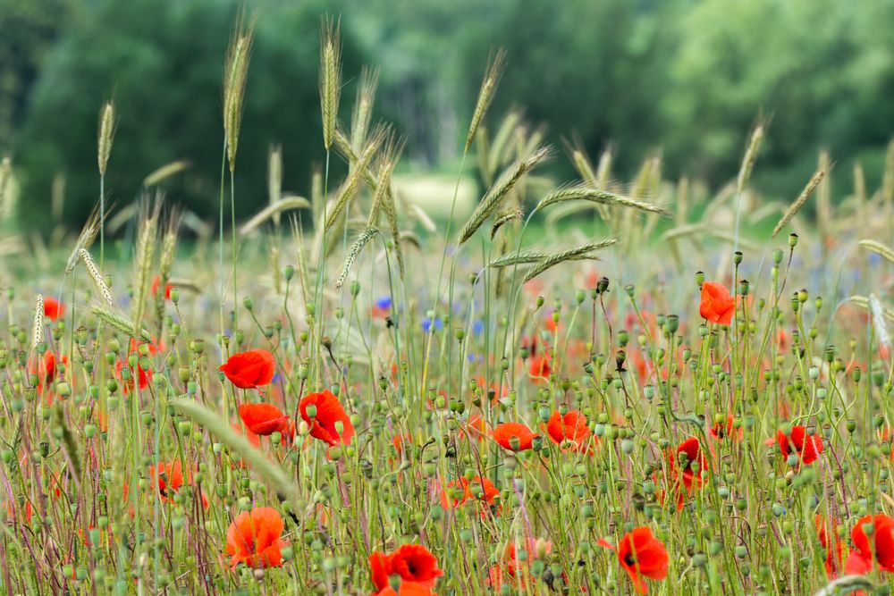 wilde Wiese Foto & Bild | wiese, natur, getreide Bilder auf fotocommunity