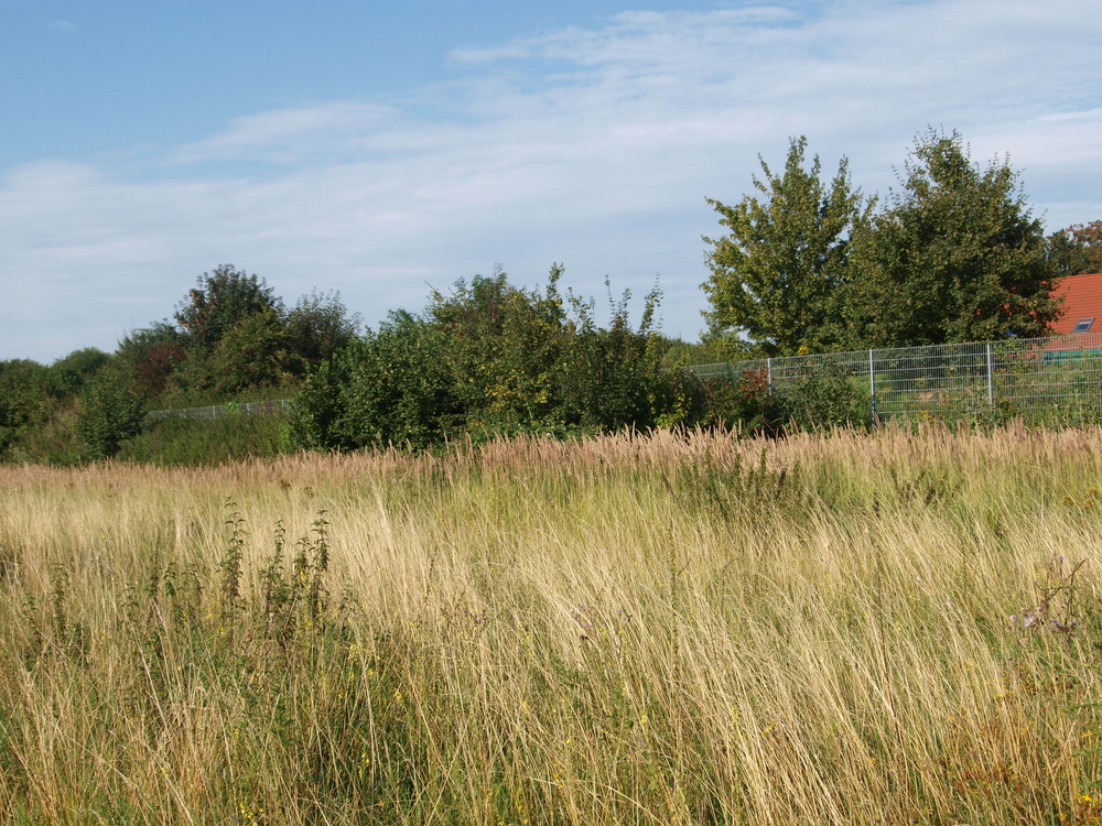 wilde Wiese Foto & Bild | archiv, digitalphoto landschaftsfotos, archiv ...