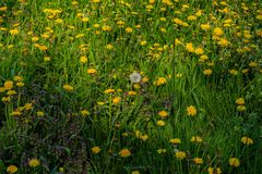 Wilde Wiese am Pretziener Wehr