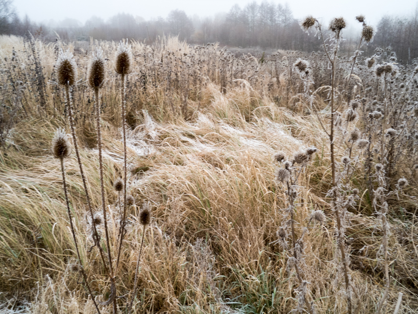 wilde wiese eingefroren