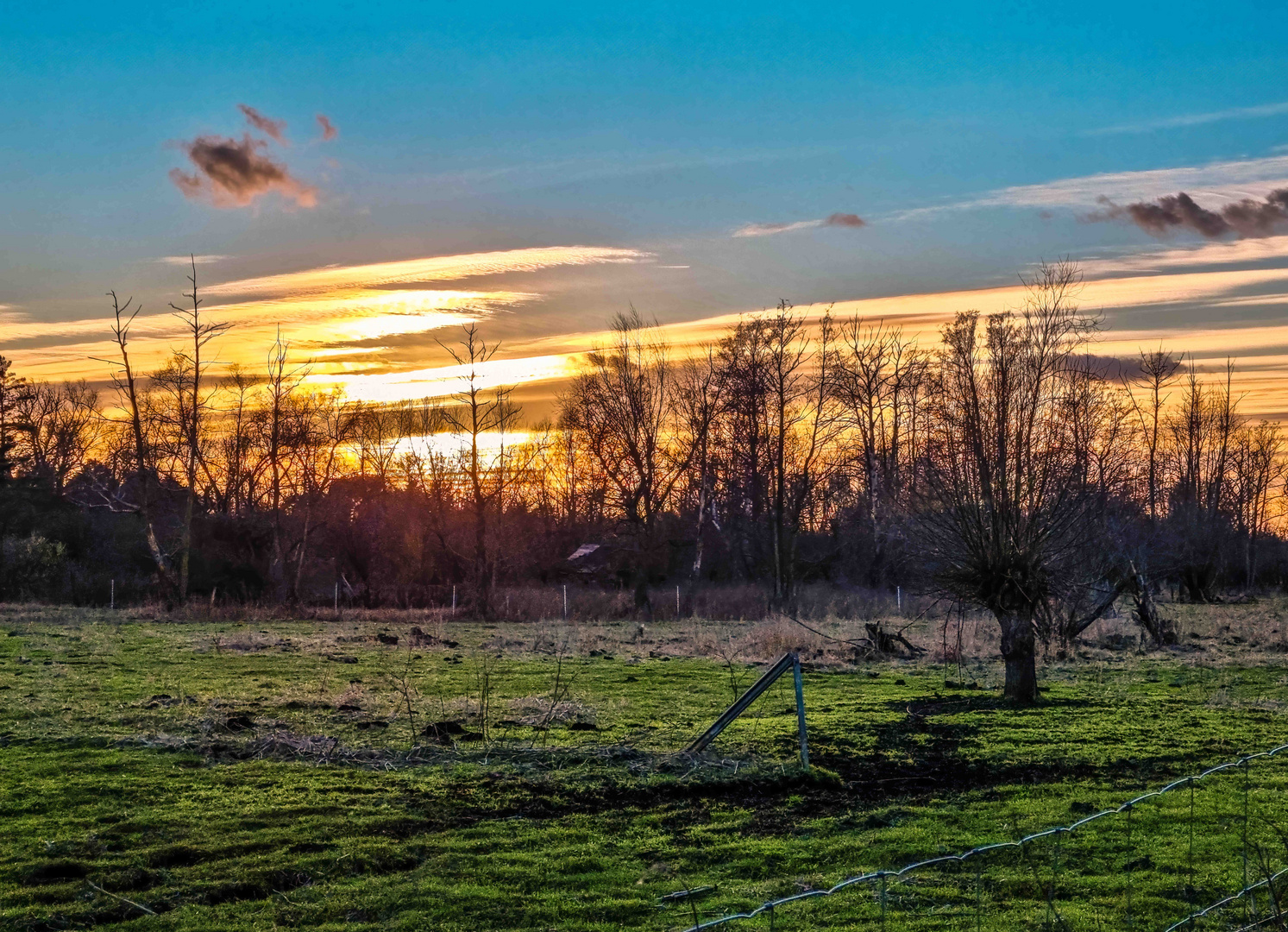 Wilde Wiese im Abendlicht