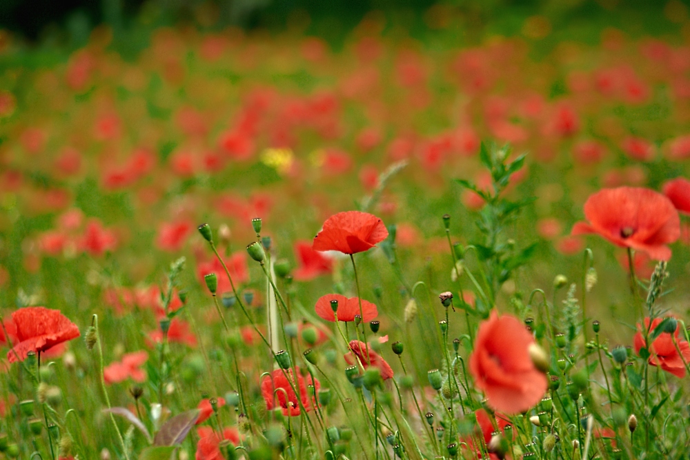 Wilde Wiese mit Mohn