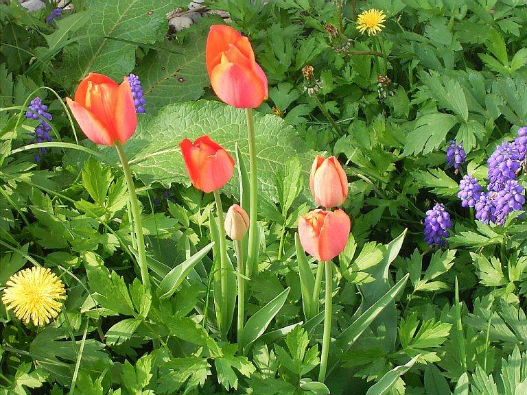 Wilde Wiese, schön bunt