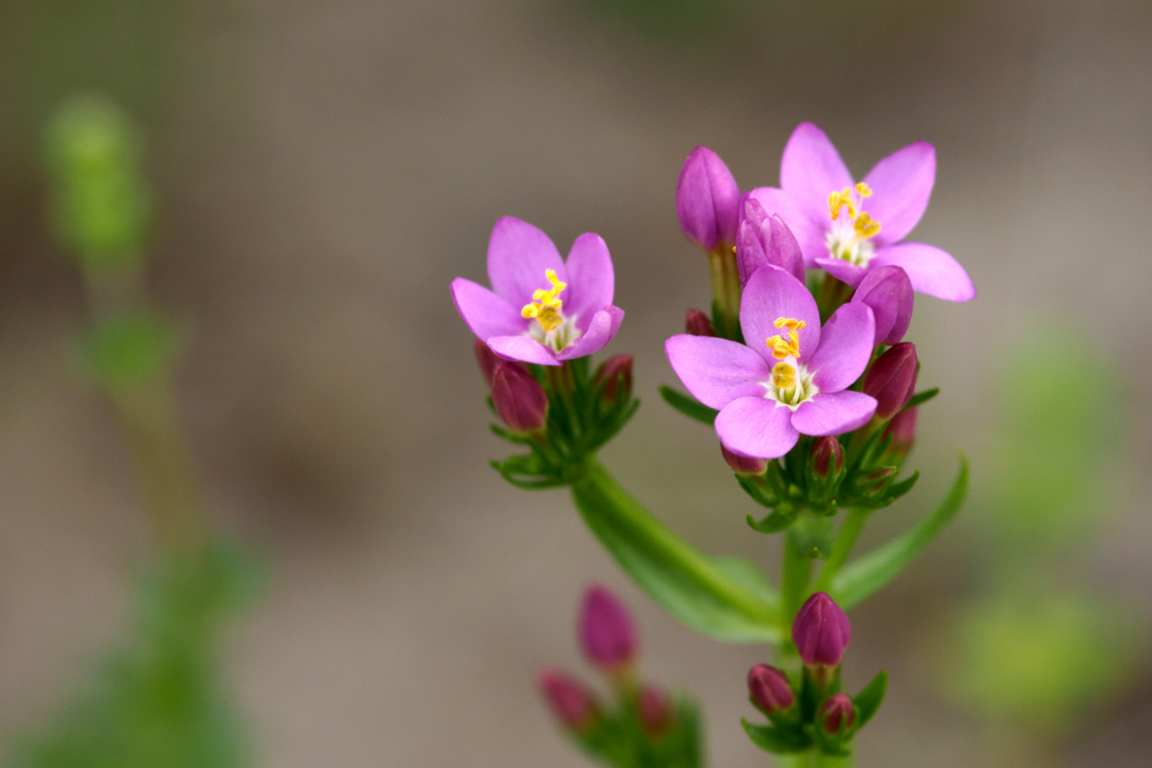 Wilde Wiesen Blumen-Tausendgüldenkraut