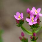 Wilde Wiesen Blumen-Tausendgüldenkraut