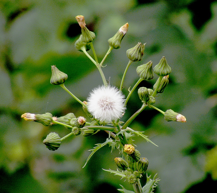 Wilde Wiesenblume die nächste