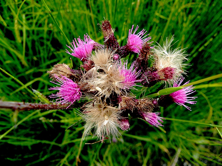 Wilde Wiesenblumen