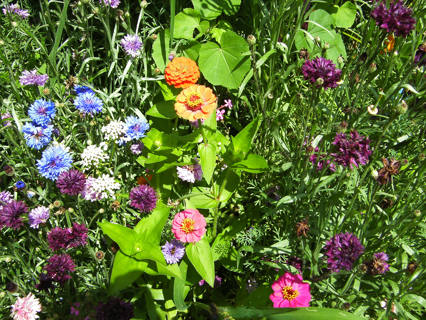 Wilde Wiesenblumen