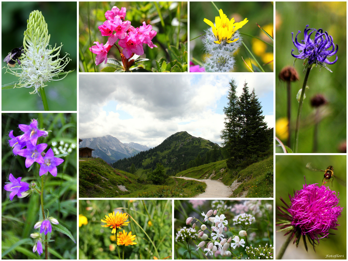 Wilde Wiesenblumen… Foto &amp; Bild pflanzen, pilze &amp; flechten, blüten