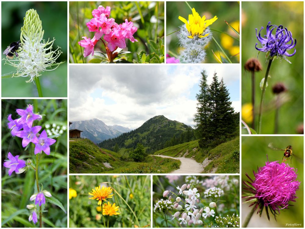 Wilde Wiesenblumen… Foto &amp; Bild pflanzen, pilze &amp; flechten, blüten