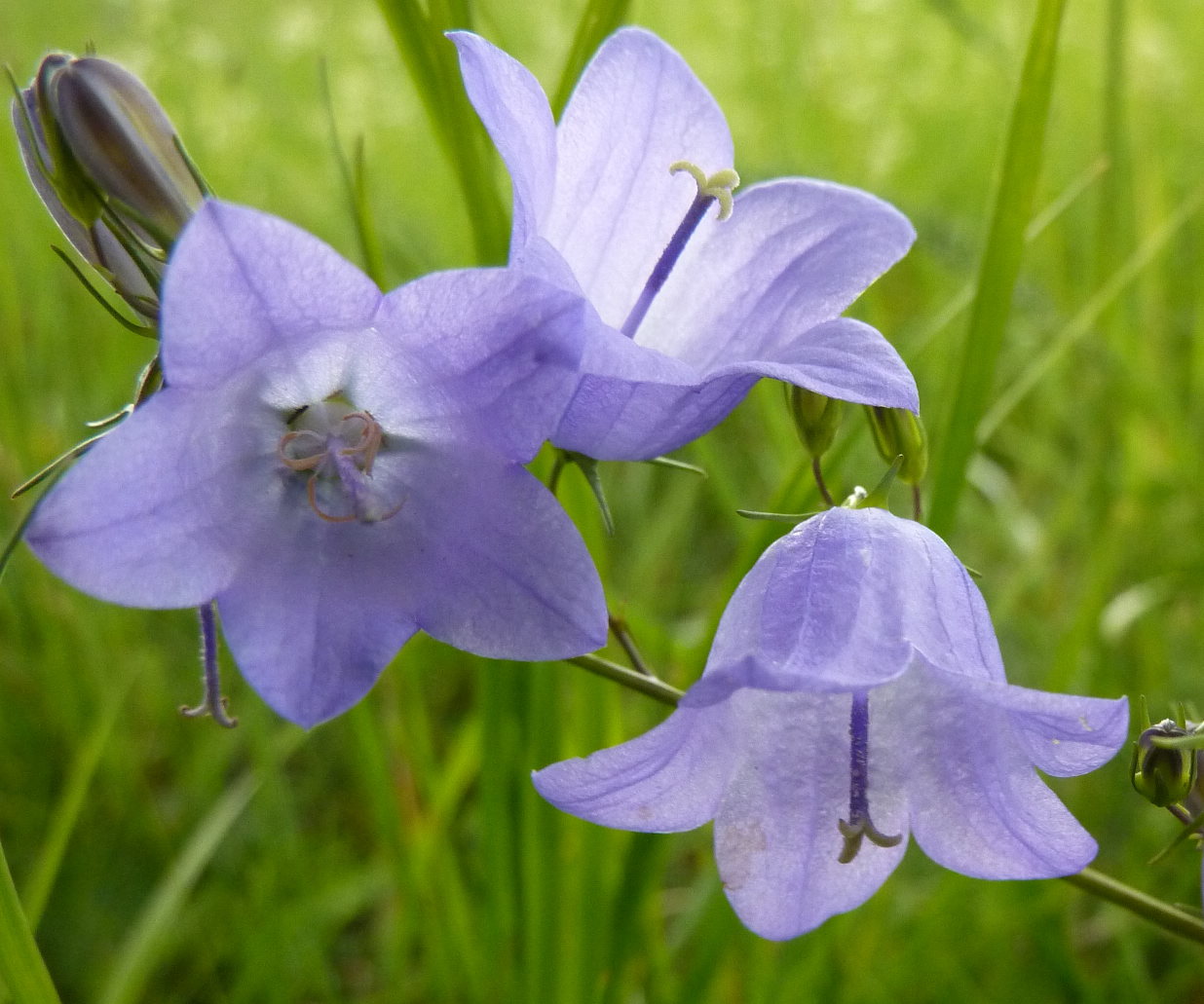 Wilde Wiesenglockenblumen in Hohenlohe