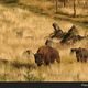 Wisent  Tier des Jahres 2014