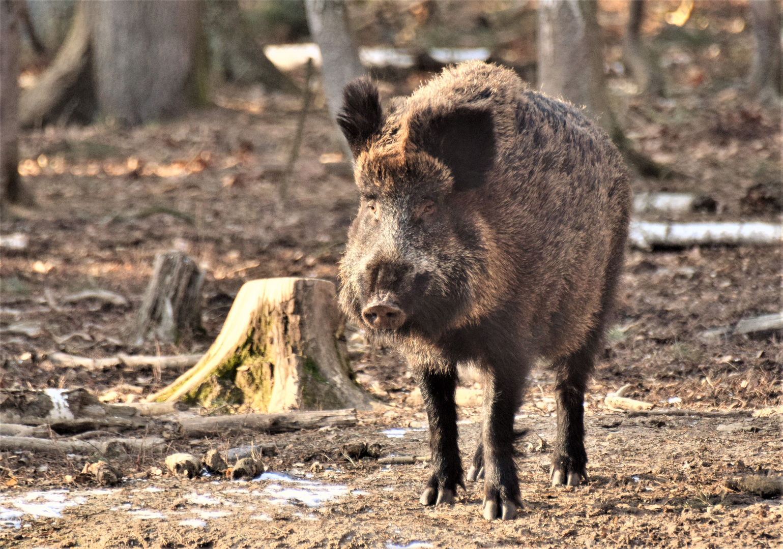 Wilde Wutz Foto & Bild tiere, zoo, wildpark & falknerei, säugetiere