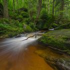 Wilde Ysperklamm