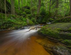 Wilde Ysperklamm