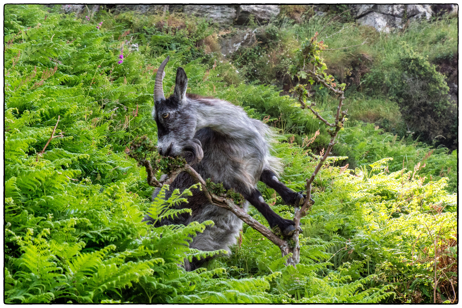 Wilde Ziegen im Valley of Rocks