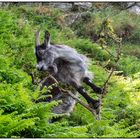 Wilde Ziegen im Valley of Rocks