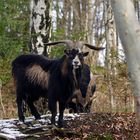 Wilde Ziegenböcke im Steinbruch