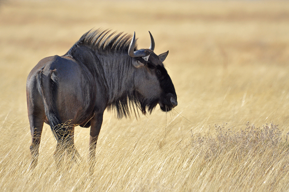 Wildebeest