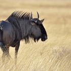 Wildebeest