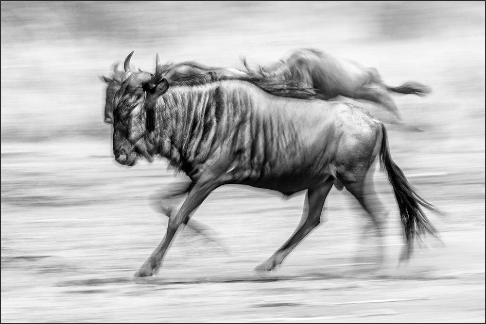 Wildebeest