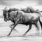 Wildebeest