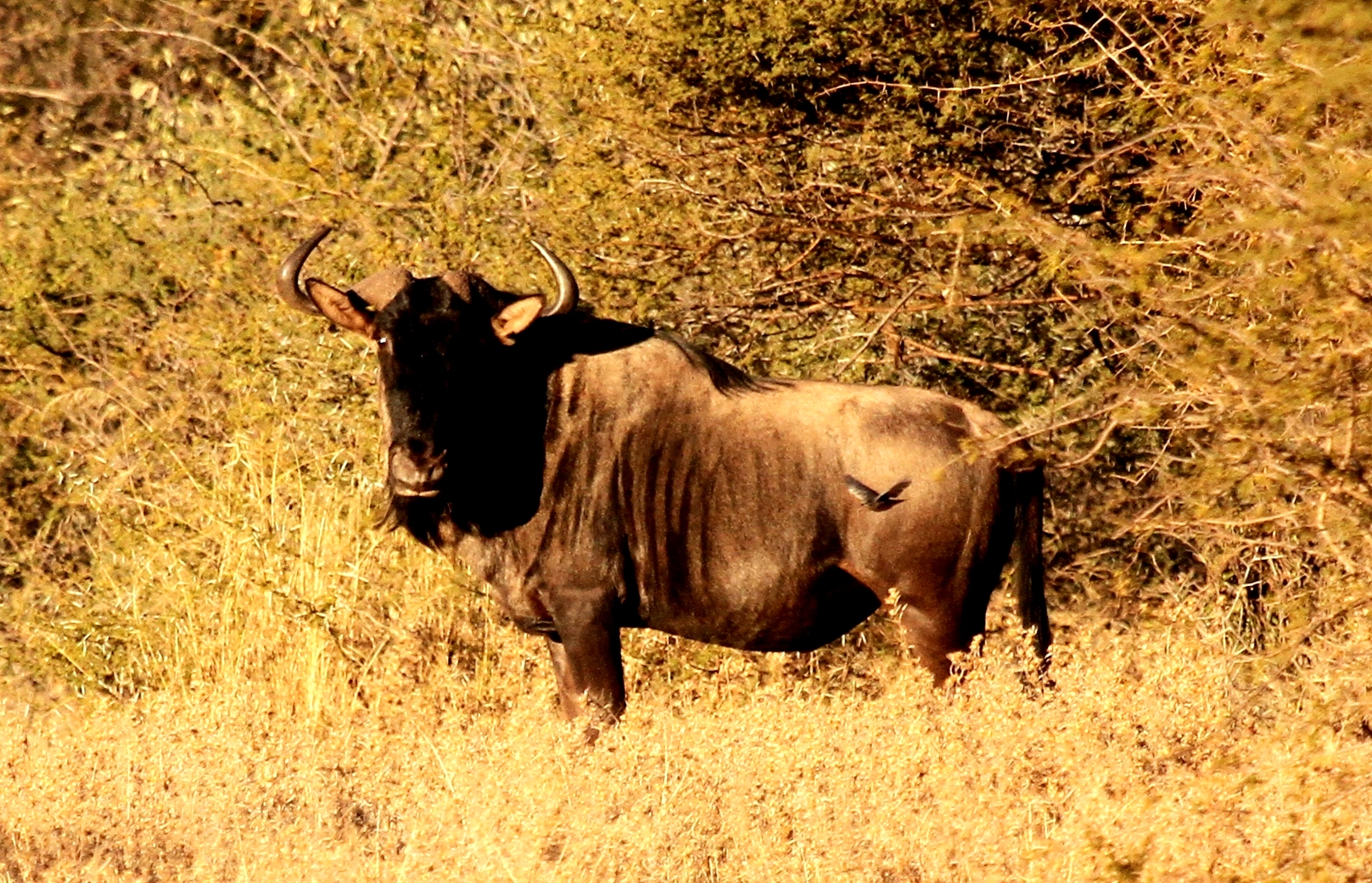 Wildebeest Ab