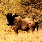 Wildebeest Ab