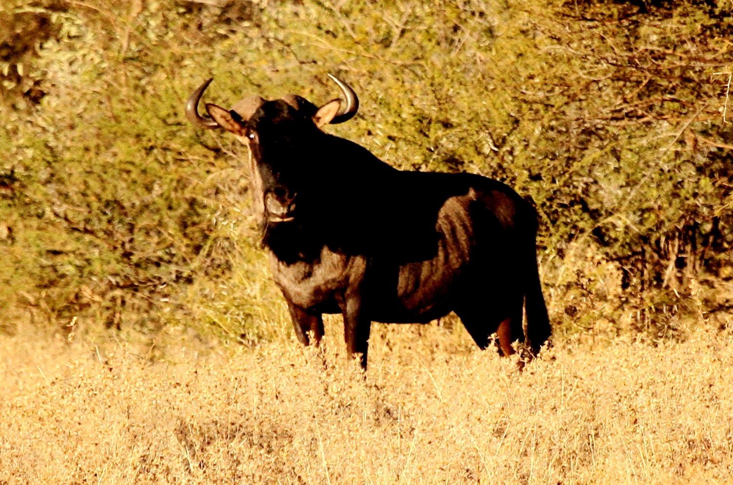 Wildebeest Ac