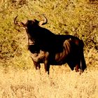 Wildebeest Ac