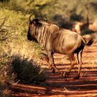 Wildebeest Ae