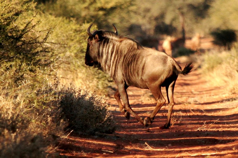 Wildebeest Ae