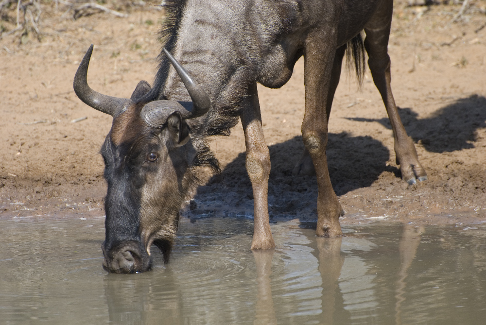 Wildebeest