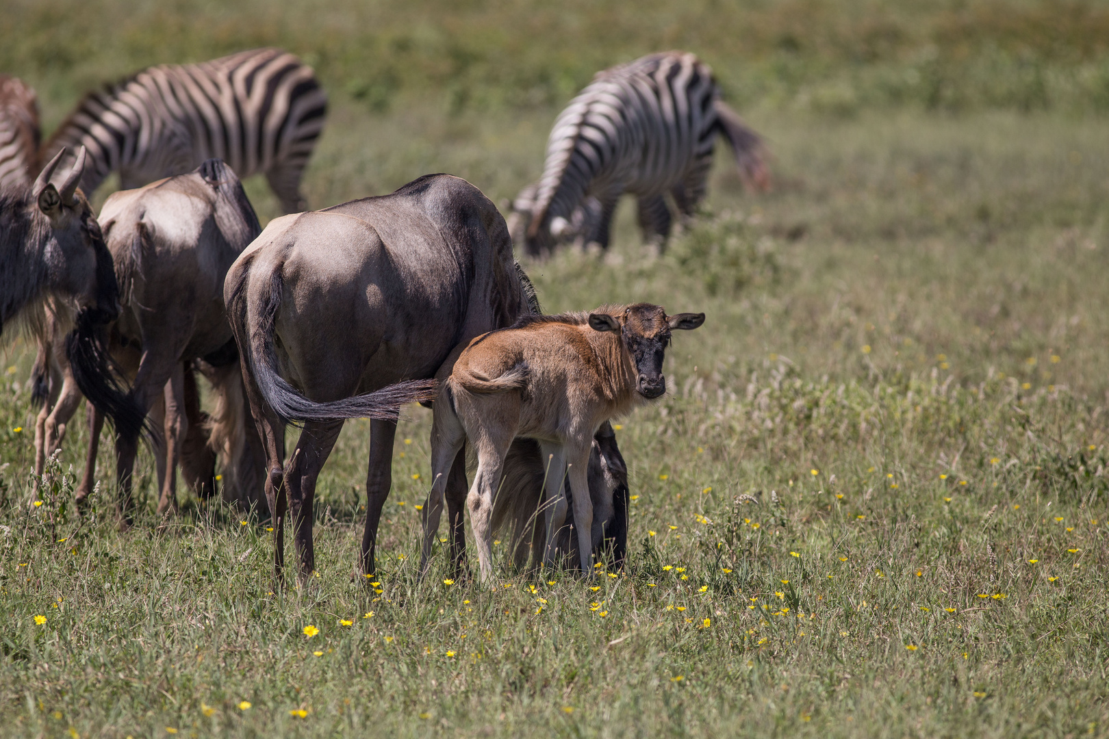 Wildebeest Calving Migration Serengeti
