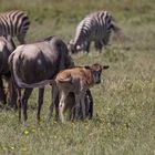 Wildebeest Calving Migration Serengeti