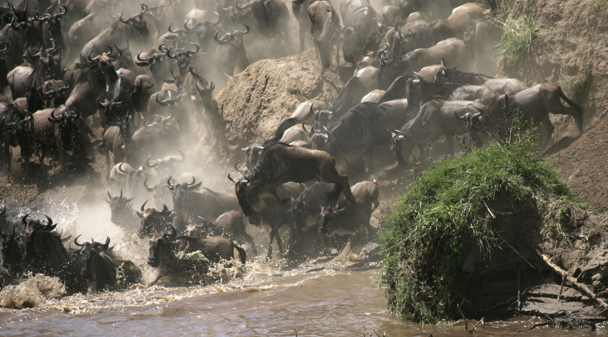 Wildebeest Crossing am Omega / Massai Mara