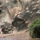 Wildebeest Crossing am Omega / Massai Mara