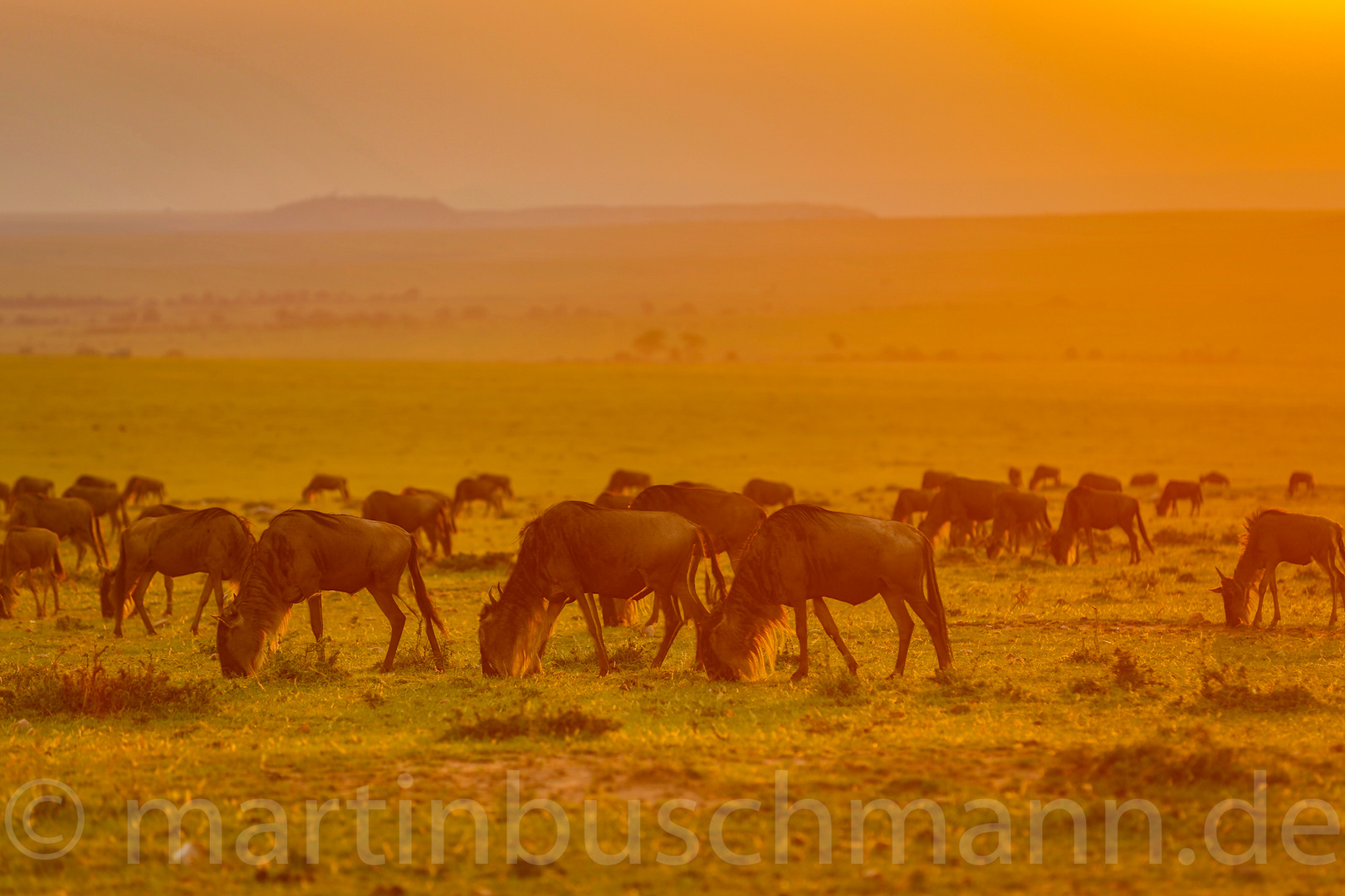 Wildebeest - evening light