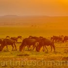 Wildebeest - evening light