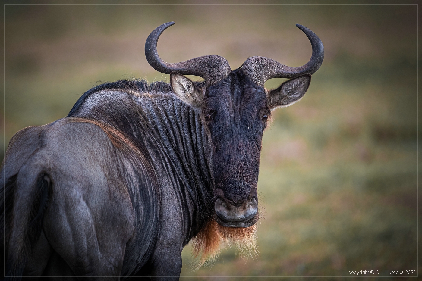 wildebeest