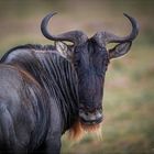 wildebeest