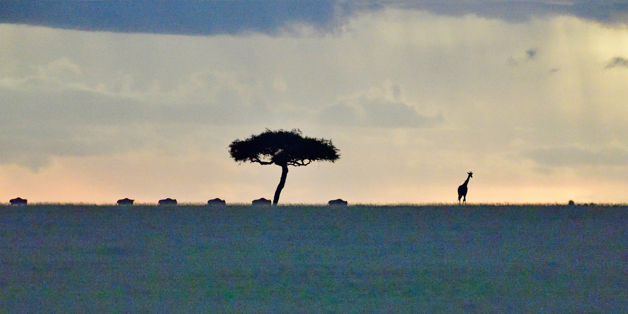 Wildebeest in pursuit of a giraffe