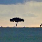 Wildebeest in pursuit of a giraffe